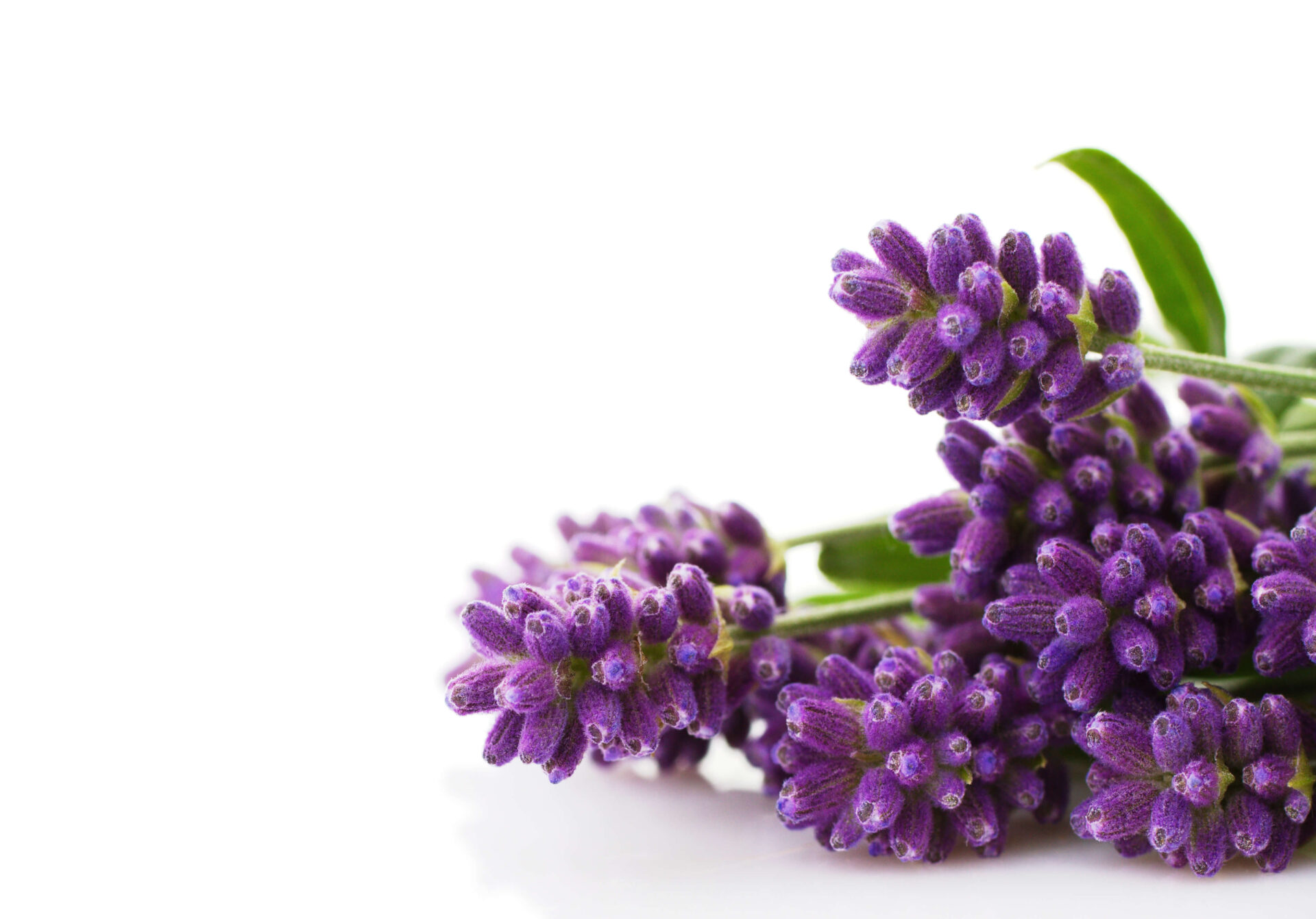 purple hyacinths offer a wonderful fragrance and is represented in some of our fragrance ingredients
